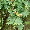 Plants: image 110 Of 208 Thumb
